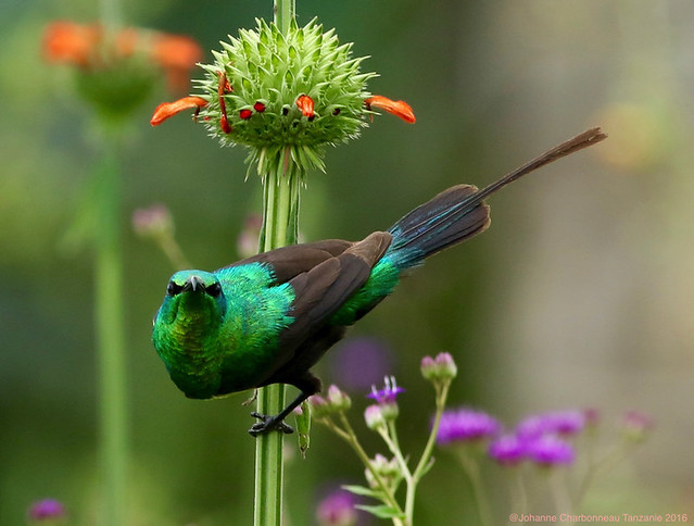 Beautiful Sunbird - Souimanga à longue queue