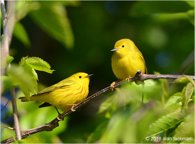 How About it!, Yellow Warblers, Birds of John Heinz Wildlife Refuge