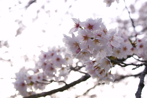 悠久山桜まつり2015