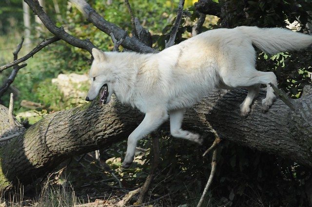 Alaska Tundra Wolf im Parc animalier de Sainte-Croix