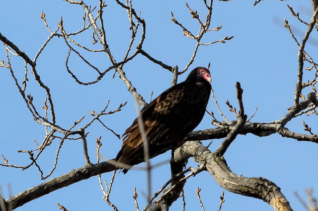 Turkey Vulture - my new neighbor.