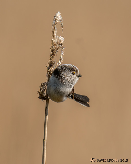 Long Tailed Tit on Reed