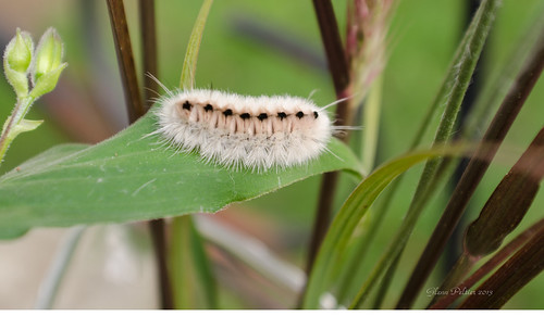 catterpiller | by glenn.footprintsintime