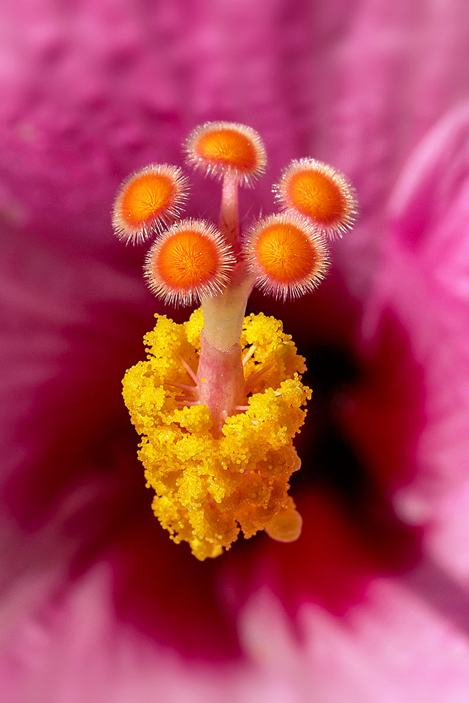 Hibiscus Flower, Fairchild Tropical Botanic Garden.