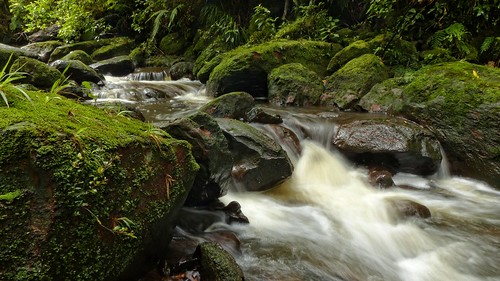 aotearoa newzealand newzealandwild nature newzealandnature wild wildnewzealand wilderness creek stream river scenic scenery beauty scenicnewzealand view rainforest landscape vista rocks water waterfall rockycreek rapahoe stevereekie photography newzealandnaturephotography newzealandgeographic nationalgeographic