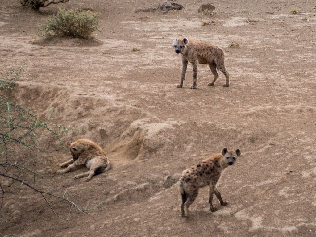 AFRICAN WILD DOG PACK VS HYENA CLAN - Who Will Win?