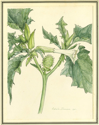 Botanical Drawing of Jimson Weed (Datura Stramonium) | Flickr