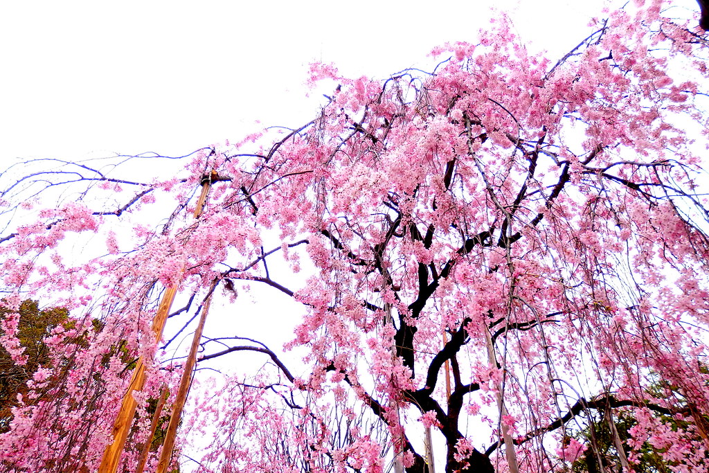 浅草寺伝法院 垂れ桜 | OLYMPUS DIGITAL CAMERA | yuki_alm_misa | Flickr