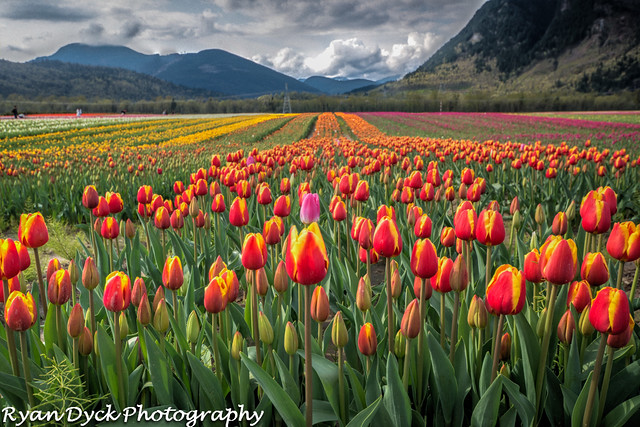 wide tulip field Tulip Festival Agassiz.jpg