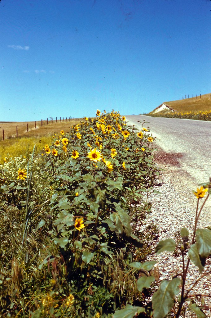 Sunflowers in MT