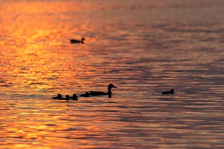 Duck family in the sunset