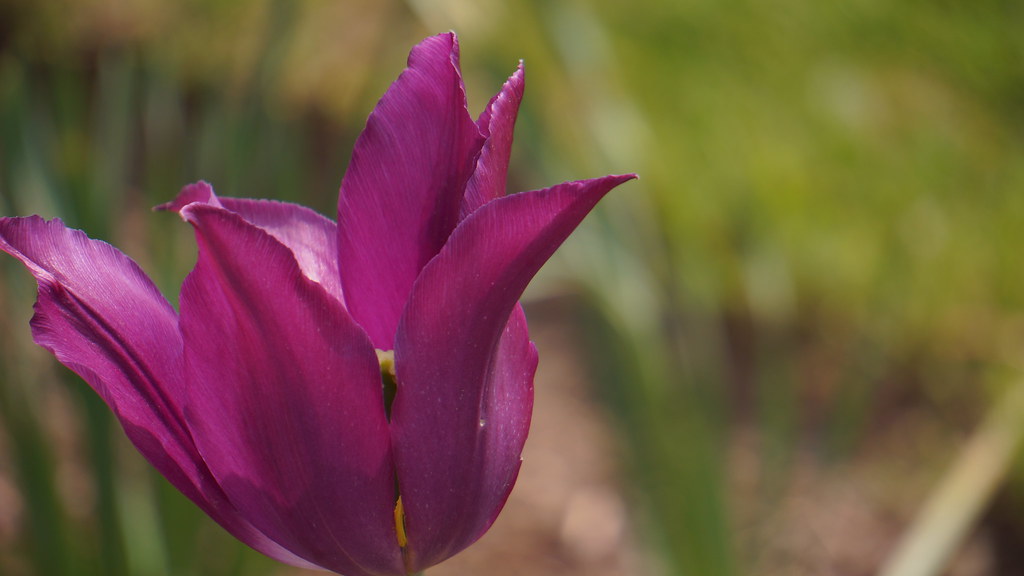 Hamilton Purple Tulip M V Flickr