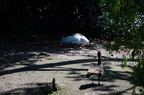 Swan on a rudimentary nest