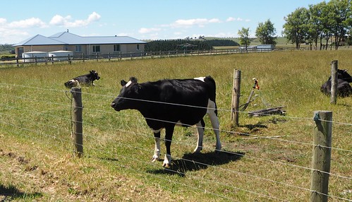 field fence cow wanganui