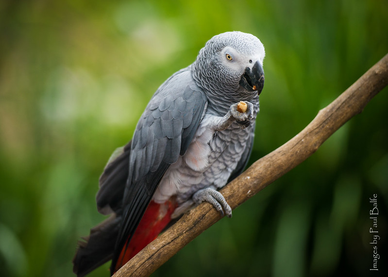 African Grey Parrot