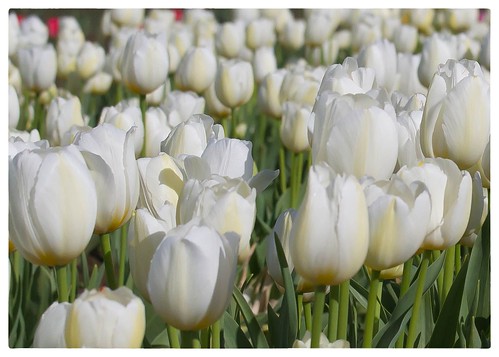 White tulips | Marianne DeSelle | Flickr