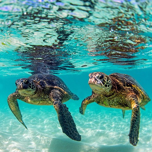 🐢🐢 this morning's #honus #clarklittle🆑 Nikon d750 by clarklittle | by insta2641