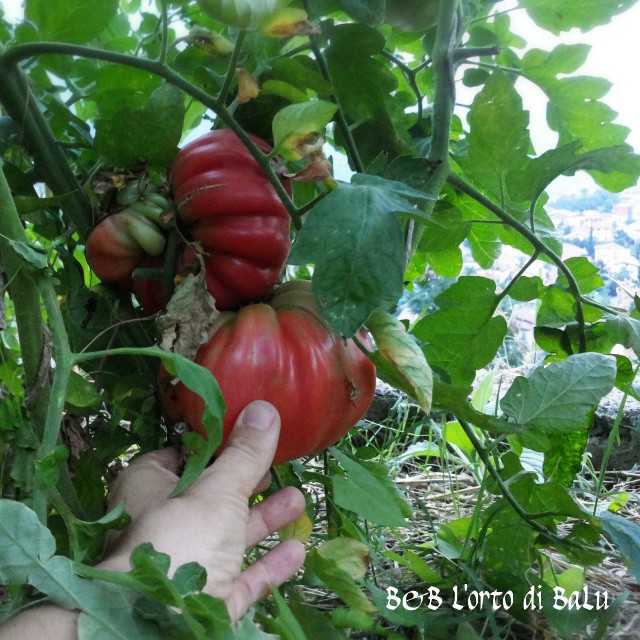 Our organic tomatoes ♥♥♥ #organic #ecobb #Vallecamonica #biodiversita #biodiversity #biodistretto #biodistrettovallecamonica #vegetablegarden #ortobio #orto #Bienno #growsomethinggreen #growtheplanet #Expo2015 #eataly #tomato #pomodori #tomatoes