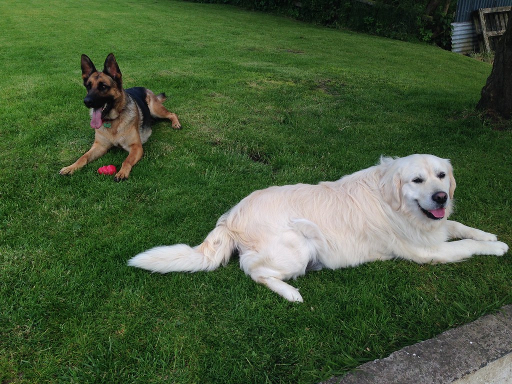Dogs