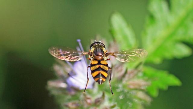 Hoverfly - Didea fasciata