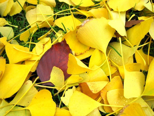 so gelbe Blätter sieht man selten...ein großer Gingkobaum hat nun seine Blätter verloren...