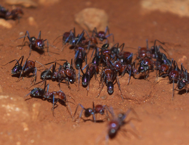 Formicidae>Iridomyrmex purpureus Meat ant DSCF3148