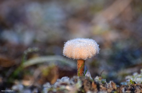 ijs ice mushroom paddenstoel nature natuur winter nikon macro