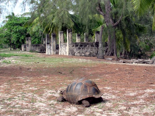 tortoise picard island aldabra atoll seychelles research station