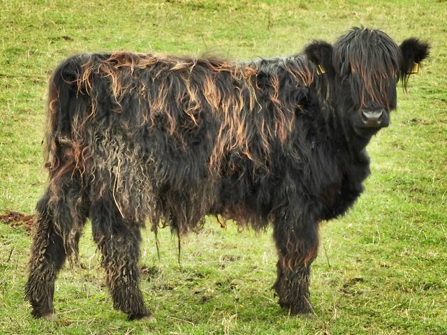 Scottish Highland Cow's Aberdeen Scotland