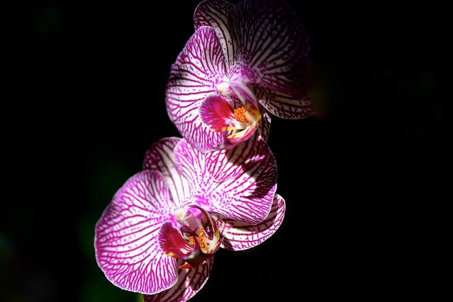 Orchid Show 2015 - Chicago Botanic Garden - Glencoe IL