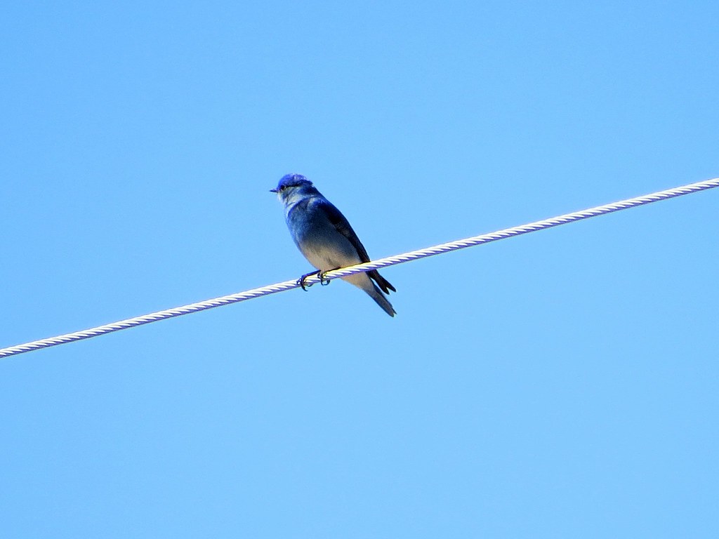 Mountain Bluebird