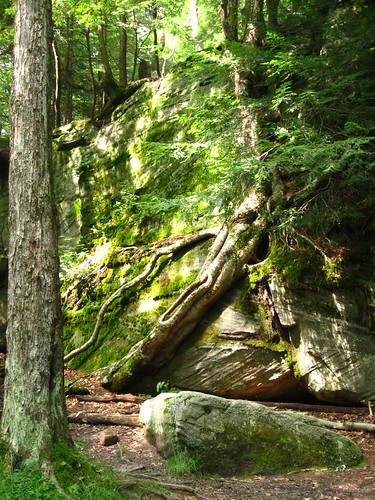 tree water weird waterfall amazing woods scenery rocks walk unique roots hike odd geology treeroots rockcity anf bigrocks alleghenynationalforest hectorfalls