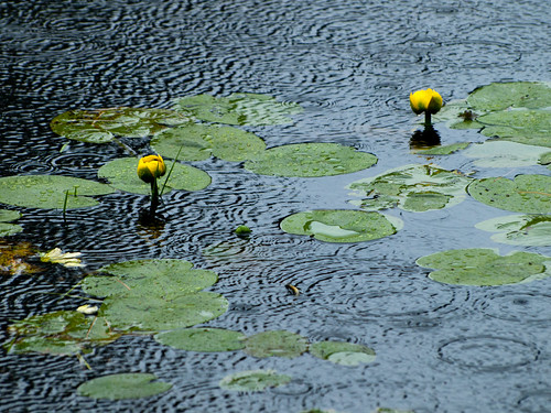 ny newyork green water rain pond lily pad upstate twig mountainview splash lilypad raindrop owlshead watergrass