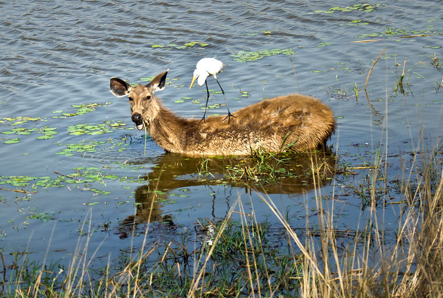 white egret perched on sambar deer feeding on water weeds in a lake at ranthambore NP, northern india 2