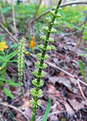 Young horsetail