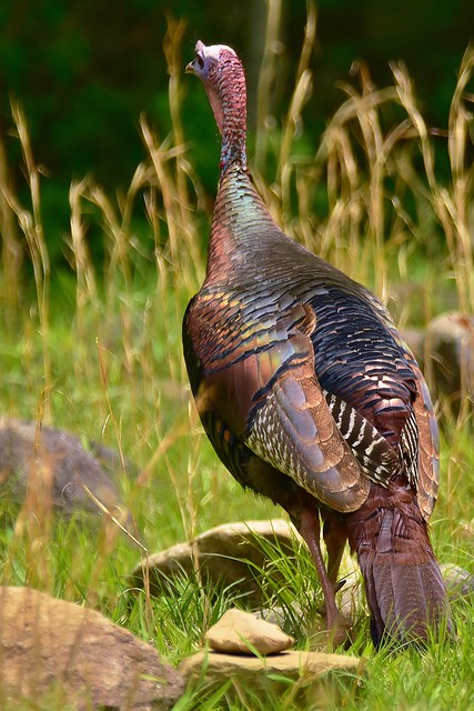 Iridescent - colorful male turkey