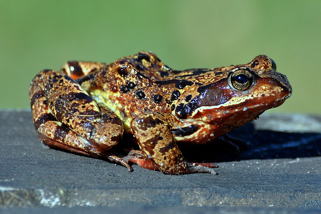 Vanlig Groda / Common Frog (Rana temporaria) hona
