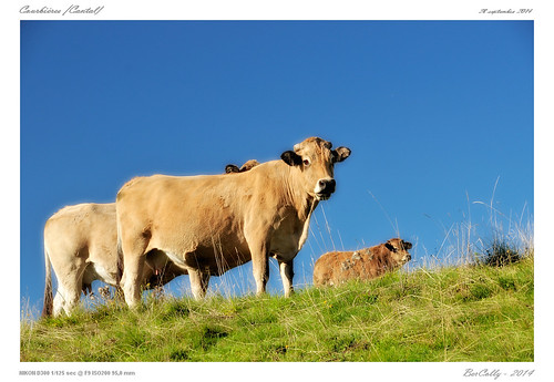 blue sky france cow google flickr bleu ciel prairie auvergne vache cantal bercolly