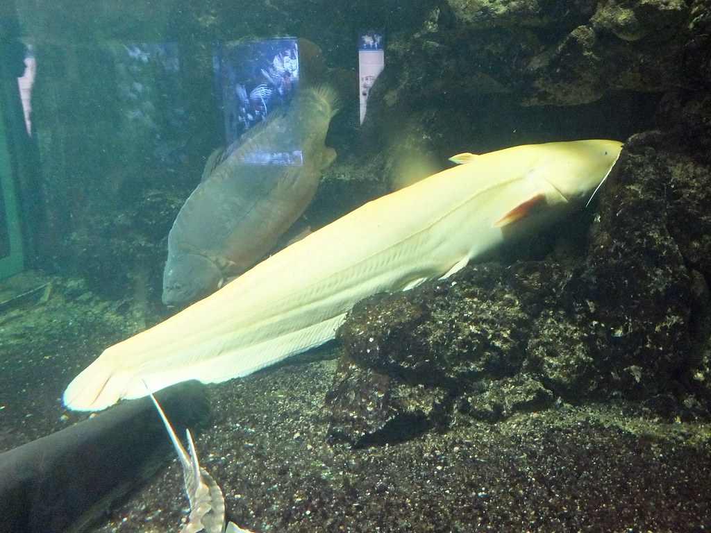 Wels catfish, Albino wels catfish at Zoo Berlin (Aquarium).…