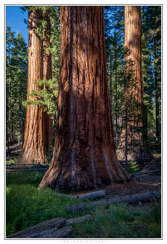 california trees tree green beautiful forest landscape nationalpark nikon bark yosemite yosemitenationalpark sequoia lightandshadow giantsequoia landscapephotography nikond600 sequoas jmkphotography nikon1635mm