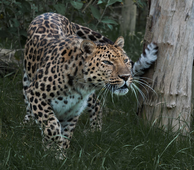 Amur Leopard (Hogar)