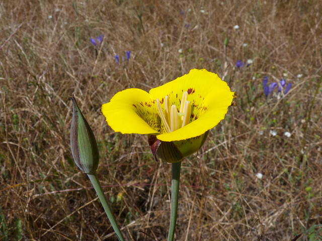 Mariposa Tulip/Calochortus luteus