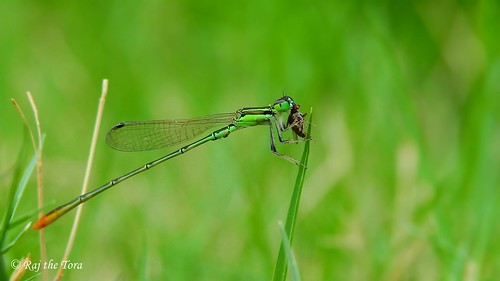 insect insects etiquette predator damselfly predators damsel pigmy predation pygmaea predatorybehavior dartlet damselflyeating diningetiquette insectpredators agriocnemis agriocnemispygmaea pigmydartlet insectpredation damselflydining insecteatinsect