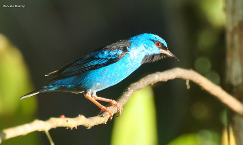 Saíra-azul-turquesa (Dacnis cayana) - Blue Dacnis | by Roberto Harrop