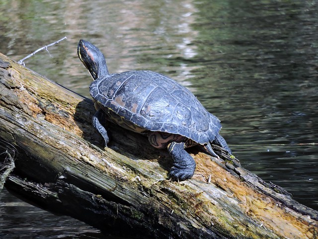 Terrapin at Wolesley Centre