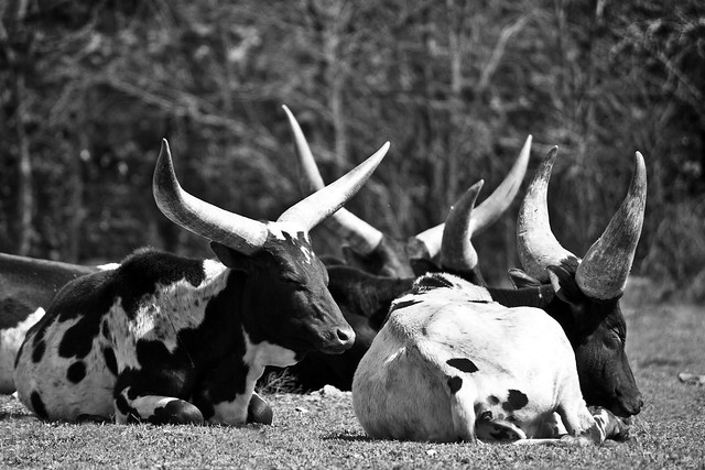 watusi cows-March 8