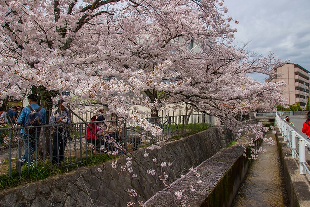 Cherry Blossoms - Philosophers' Walk - Kyoto - 4 April 2015.01