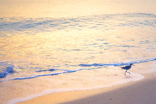 ocean beach sunrise dawn florida sandpiper indalantic