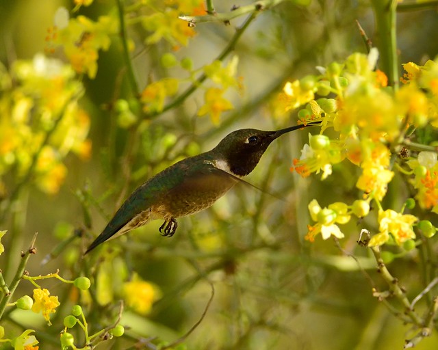 male Black-chinned Hummingbird