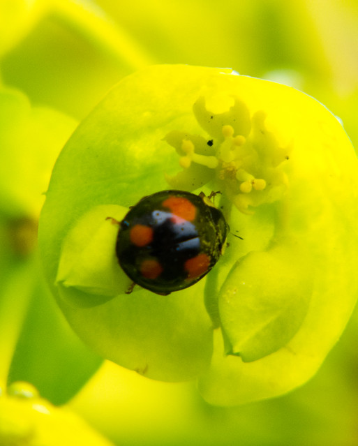 Ladybird in spurge flower